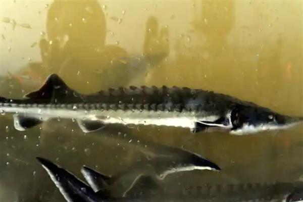 中华鲟是几级保护动物，是我国的一级保护动物