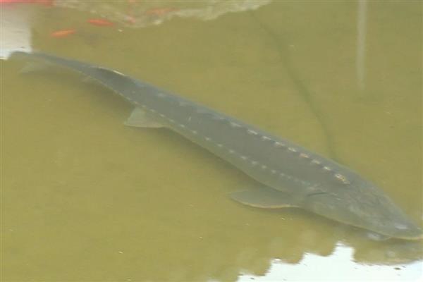 中华鲟是几级保护动物，是我国的一级保护动物