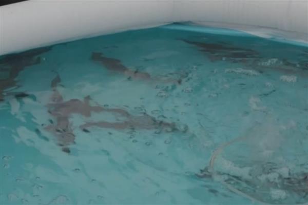 中华鲟是几级保护动物，是我国的一级保护动物