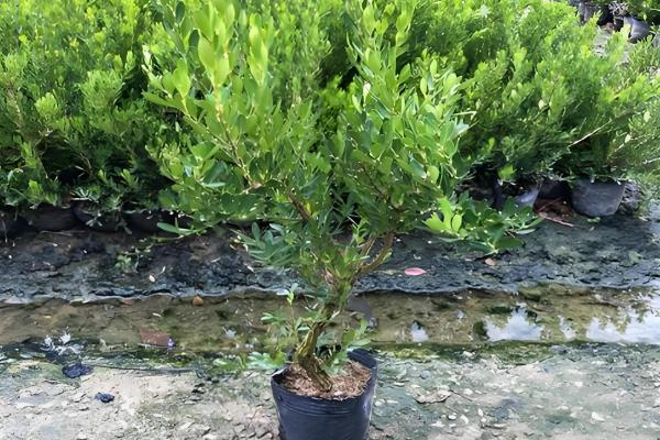 雀舌黄杨怎么养，养护期间给予其充足的光照