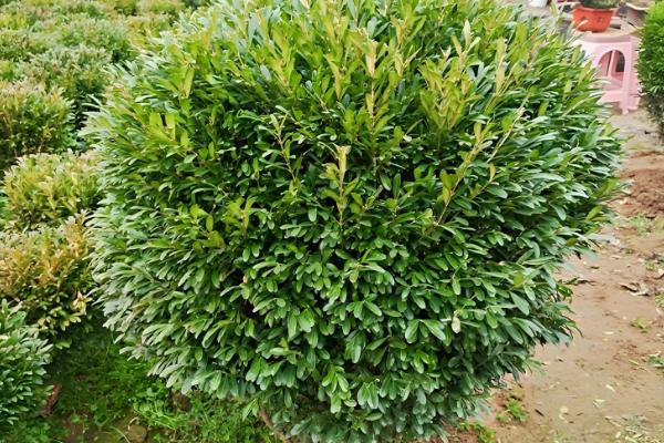 雀舌黄杨怎么养，养护期间给予其充足的光照