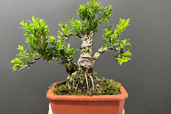 雀舌黄杨怎么养，养护期间给予其充足的光照