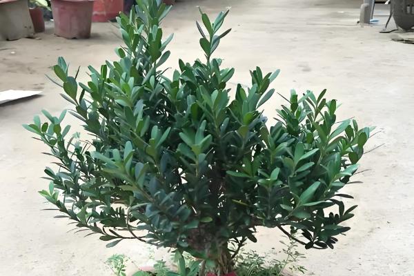 雀舌黄杨怎么养，养护期间给予其充足的光照