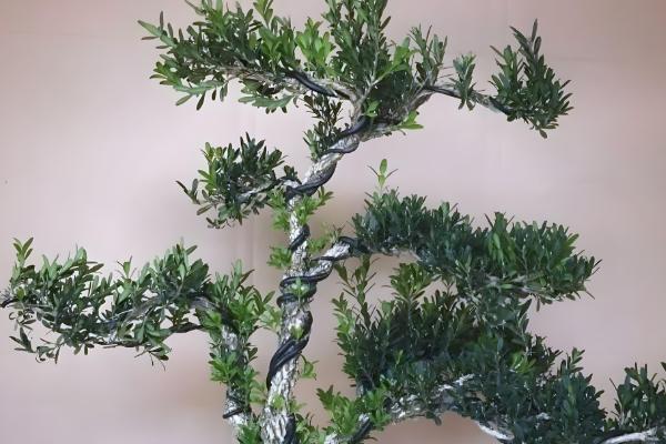 雀舌黄杨怎么养，养护期间给予其充足的光照