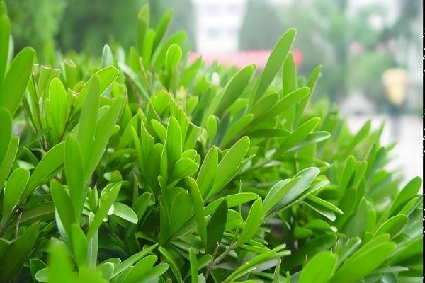 雀舌黄杨怎么养，养护期间给予其充足的光照