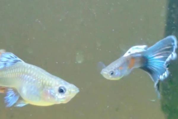 孔雀鱼生产完后怎么处理,需立即将其转移到单独的容器中