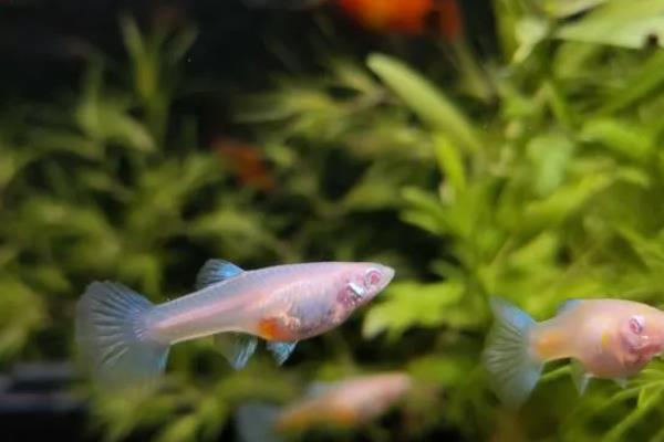 孔雀鱼生产完后怎么处理,需立即将其转移到单独的容器中