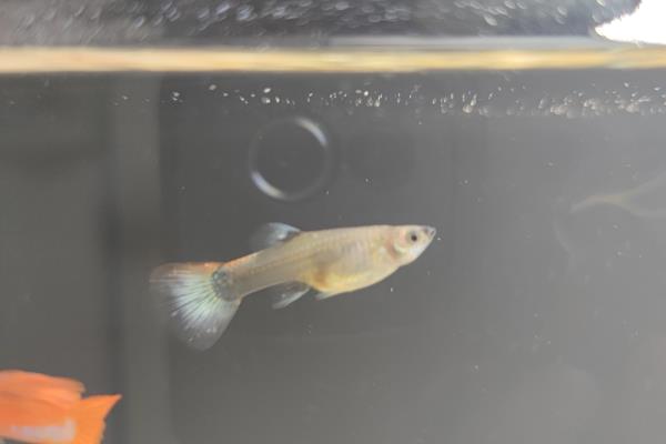 孔雀鱼生产完后怎么处理,需立即将其转移到单独的容器中