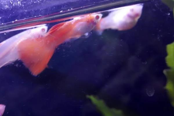 孔雀鱼生产完后怎么处理,需立即将其转移到单独的容器中