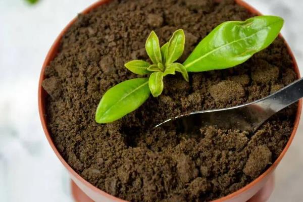 茉莉花的养殖方法,使用沙质土或半沙质土来栽培为佳