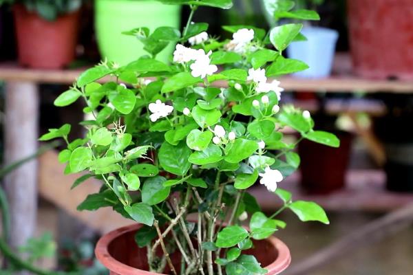 茉莉花的养殖方法,使用沙质土或半沙质土来栽培为佳