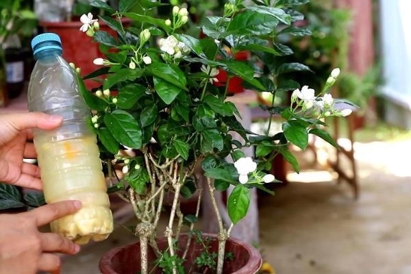 茉莉花的养殖方法,使用沙质土或半沙质土来栽培为佳