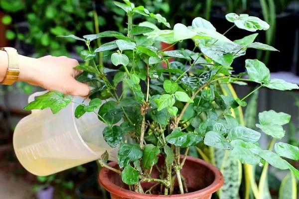 茉莉花的养殖方法,使用沙质土或半沙质土来栽培为佳