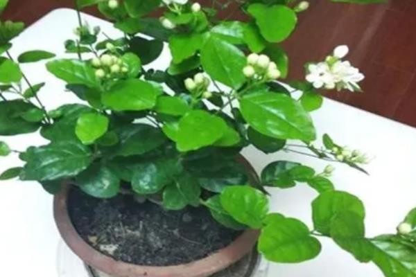 茉莉花的养殖方法,使用沙质土或半沙质土来栽培为佳