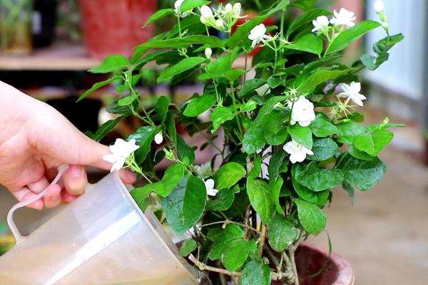 茉莉花的养殖方法,使用沙质土或半沙质土来栽培为佳