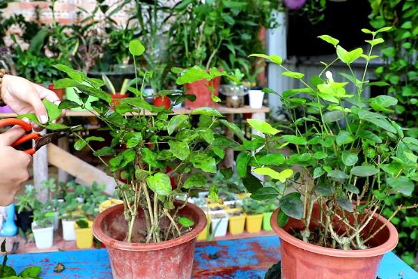 茉莉花的养殖方法,使用沙质土或半沙质土来栽培为佳