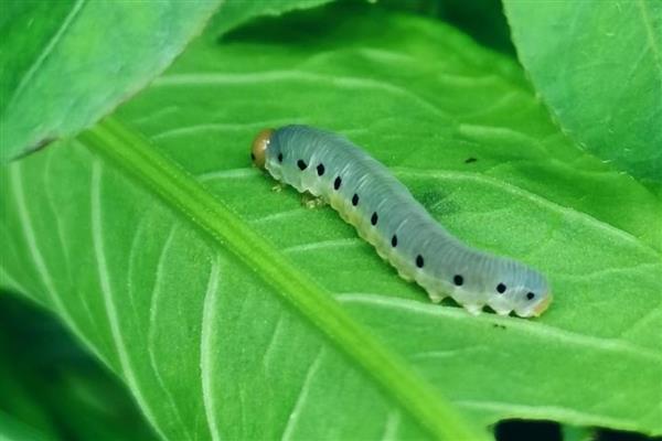 菜青虫多少度会冻死,降至10℃以下就会死亡