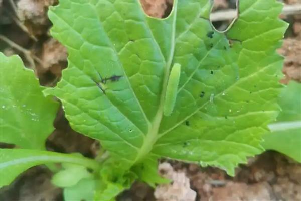 菜青虫多少度会冻死,降至10℃以下就会死亡