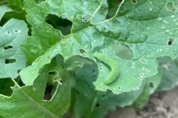 菜青虫多少度会冻死,降至10℃以下就会死亡