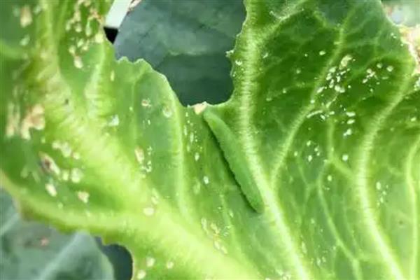 菜青虫多少度会冻死,降至10℃以下就会死亡