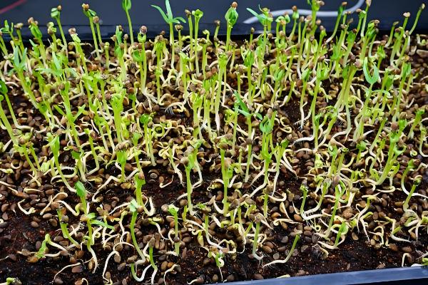 芹菜种子不催芽能不能直接种,直接播种要很久才能出芽