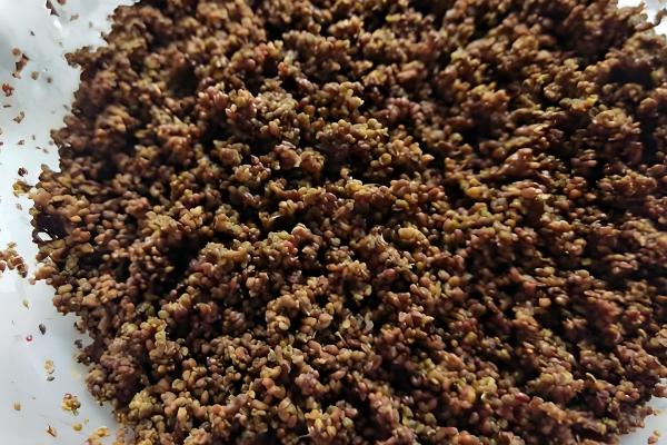 芹菜种子不催芽能不能直接种,直接播种要很久才能出芽