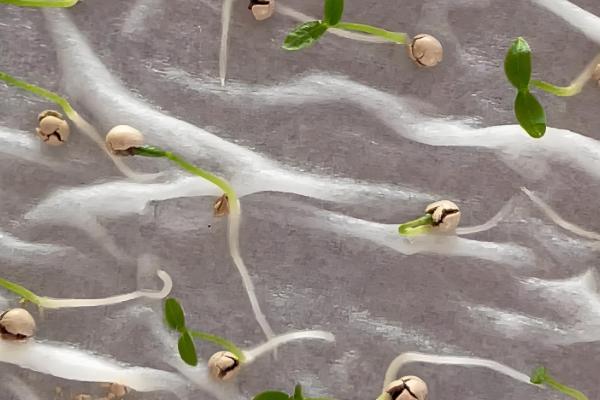 芹菜种子不催芽能不能直接种,直接播种要很久才能出芽