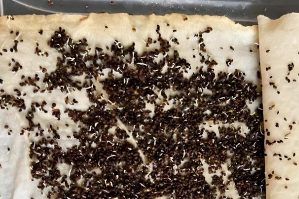 芹菜种子不催芽能不能直接种,直接播种要很久才能出芽