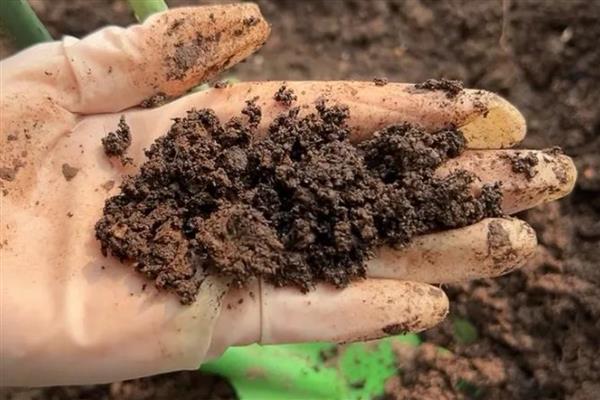 怎么盆栽澳洲杉,用微酸性砂质壤土种植为佳