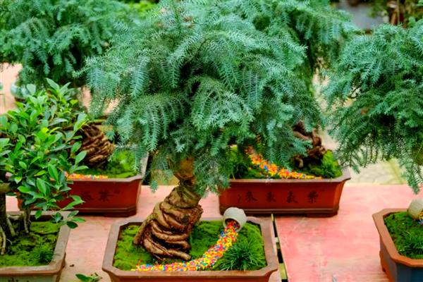 怎么盆栽澳洲杉,用微酸性砂质壤土种植为佳