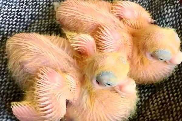 鸽子出壳第一天的喂食方法，主要以进食亲鸽嗉囊内的鸽乳为主