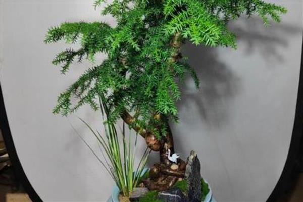 怎么盆栽澳洲杉,用微酸性砂质壤土种植为佳