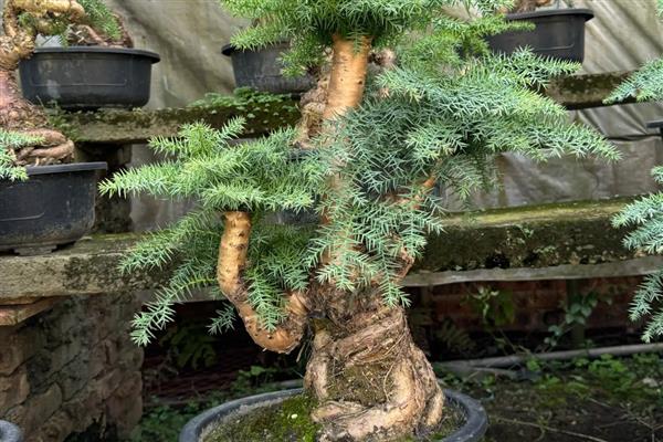 怎么盆栽澳洲杉,用微酸性砂质壤土种植为佳