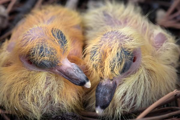 鸽子出壳第一天的喂食方法，主要以进食亲鸽嗉囊内的鸽乳为主