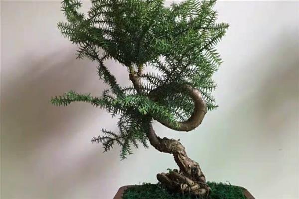 怎么盆栽澳洲杉,用微酸性砂质壤土种植为佳