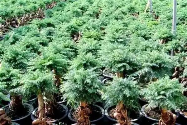 怎么盆栽澳洲杉,用微酸性砂质壤土种植为佳