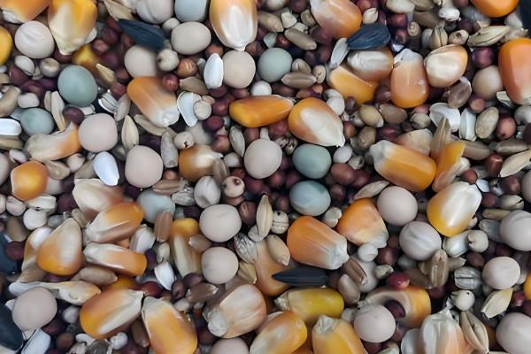 鸽子出壳第一天的喂食方法，主要以进食亲鸽嗉囊内的鸽乳为主