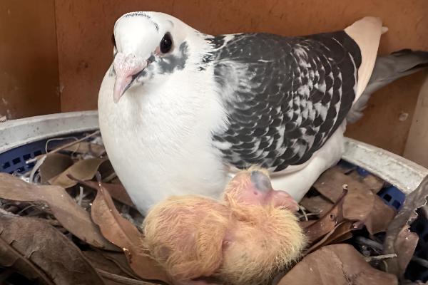 鸽子出壳第一天的喂食方法，主要以进食亲鸽嗉囊内的鸽乳为主