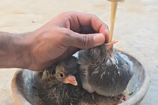 鸽子出壳第一天的喂食方法，主要以进食亲鸽嗉囊内的鸽乳为主