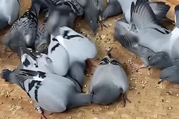 鸽子出壳第一天的喂食方法，主要以进食亲鸽嗉囊内的鸽乳为主