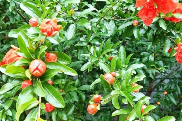 石榴树在几月长叶子，一般在4月上旬发芽长叶