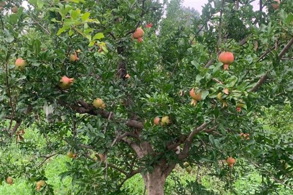 石榴树在几月长叶子，一般在4月上旬发芽长叶