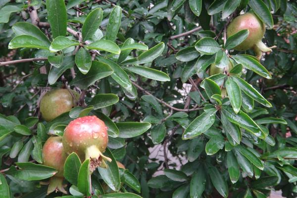 石榴树在几月长叶子，一般在4月上旬发芽长叶