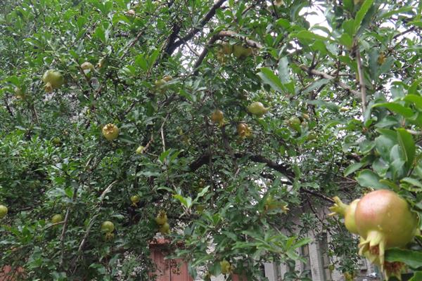 石榴树在几月长叶子，一般在4月上旬发芽长叶