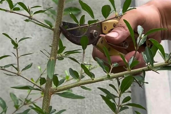 石榴树在几月长叶子，一般在4月上旬发芽长叶