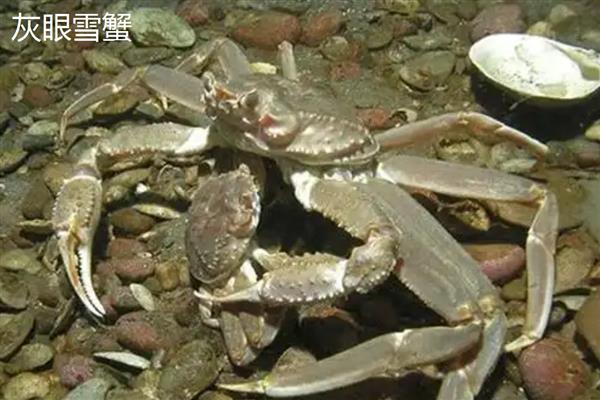 雪蟹和帝王蟹有什么区别,产地、外形、口感都不同