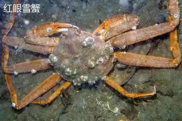 雪蟹和帝王蟹有什么区别,产地、外形、口感都不同
