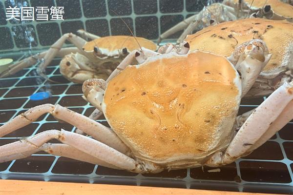 雪蟹和帝王蟹有什么区别,产地、外形、口感都不同