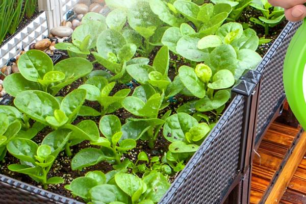 多菌灵能和杀虫剂混用吗,可以和部分杀虫剂混合使用