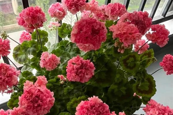 洋绣球花可以在室内养吗，可以养在室内，但是需避免小孩触碰